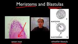 AP Biology Lab 3: Mitosis and Meiosis Instructional Video