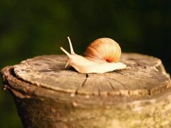 Snail on the stump - NTSC Stock Footage