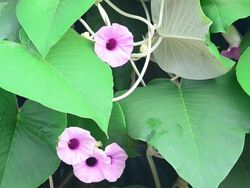 Insects sucking Pollen flower Stock Footage