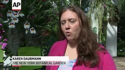 As temperatures take a tumble around the country, The New York Botanical Garden welcomes spring with the 12th annual Orchid Show. The exhibit opens March 1st, and runs through April 21st. (Feb. 27) News Clip