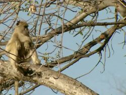 MS Chacma baboons active in tree / Okavango Delta, North West District, Botswana Stock Footage