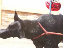 Washing of the dog : HD Slow motion Stock Footage
