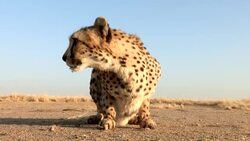A cheetah squats down on the savanna, then walks away. Stock Footage