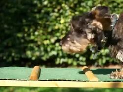Dachshund puppies playing in garden Stock Footage
