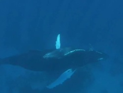 Humpback Whales Stock Footage