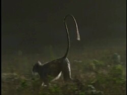 MS Hanuman Langur, Semnopithecus entellus, sitting on ground, looking around, then walks off, Western Ghats, India Stock Footage