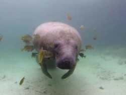 florida manatee and fish Stock Footage