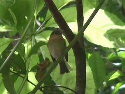 Bird watching curiously Stock Footage