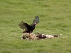 Vulture and Sheep Carcass Stock Footage