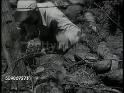 1947: U.S. ALCOHOL FARM: RAID DRAMATIZATION: EXT CU Treasury agent cutting wire in foliage. MS Agent arm locking, arresting lookout man. VS Agents hiding, moving into positions behind trees, bushes. Instructional Video