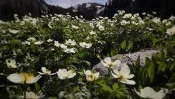 Wildflowers blow in the wind in the Colorado Rocky Mountains. Stock Footage