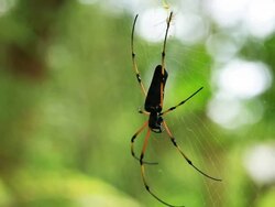 Tropical Spider Stock Footage