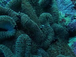 CU View of Fish Swimming on Reef in Indian Ocean / Christmas Island, Australia Stock Footage