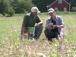 Farmer and agricultural consultant in field of GMO soybeans Stock Footage