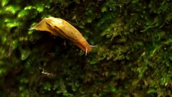 Slug in motion Stock Footage