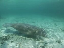 MS View of  Single manatee drifting  AUDIO / Crystal River, Florida, United States Stock Footage