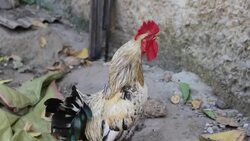 Rooster Crowing Stock Footage