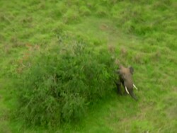AERIAL PAN ZI View of Elephant in behind bush on helicopter / Ruengari, Rwanda, Rwanda,Africa Stock Footage