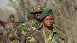 CLEAN : In Congo a war for Africas elephants News Clip