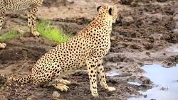 Cheetah drinking and watching Stock Footage