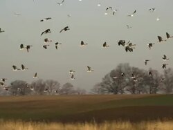 Flying goose Stock Footage
