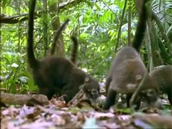 Coati, CU coatis foraging on forest floor, feed on Dipteryx fruit, ground level shot, Panama Stock Footage