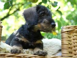 Dachshund puppies playing in garden Stock Footage