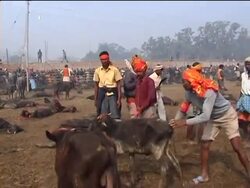 Animal rights activists protest against ritual sacrifice News Clip