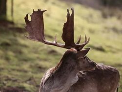  MS View of fallow deer  /  Kastel-Staadt, Rhineland-Palatinate, Germany Stock Footage