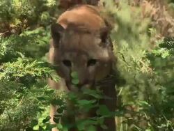 Medium Close Up hand-held tilt-down - A mountain lion walks through a forest / United States Stock Footage