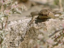 MS R/F Shot of Variable skink lying on rock bathing / Namaqualand, Northern Cape, South Africa Stock Footage