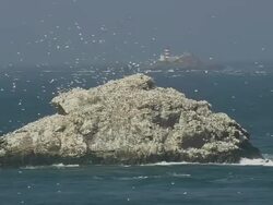 WS AERIAL ZI TU View of group of birds on rock in center of ocean and Casquets Lighthouse / Alderney, Channel Isles Stock Footage
