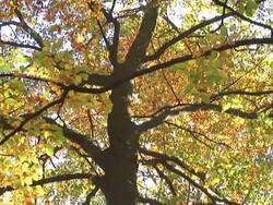 HD: Autumn tree Stock Footage