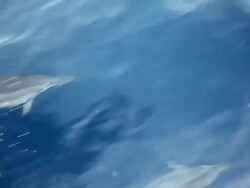 Boat pov following dolphins Stock Footage