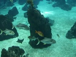 Lisbon, Park of the Nations (Parque das Nacoes), the oceanarium  Stock Footage