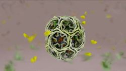 Janet Iwasa: How animations can help scientists test a hypothesis Instructional Video