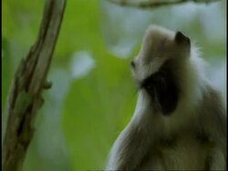 CU Hanuman Langur, Semnopithecus entellus, looking around, leaping out of frame, Western Ghats, India Stock Footage