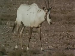 MS pair of injured Arabian Oryx, Oryx leucoryx, walking past camera, Jiddat al Harasis desert, Oman Stock Footage