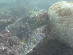 Swimming Turtle in Hawaii Stock Footage