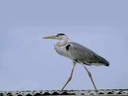 SLO MO Great Blue Heron HD1080,NTSC,PAL Stock Footage