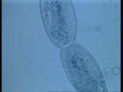 CU microscopic view of two Paramecium conjugating Stock Footage