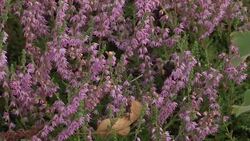 Close up shots of ladybird and bumblebee on plants News Clip