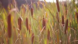 Sunny landscape of bulrush and grassy field Stock Footage