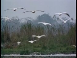 Flock of Pelicans, in flight, away from camera over lake, India Stock Footage