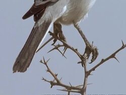 CU Tilt up from feet to head of Great Grey Shrike on acacia bush, Oman Stock Footage