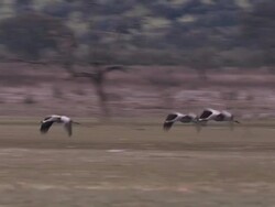 Common Cranes (Grus grus) leaving their roost on Lake Cubillar, Caceres Province in Extremadura, Spain Stock Footage