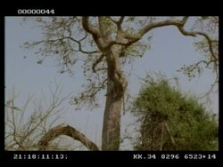 Leopard, Panthera pardus, laying in tree, MS, Botswana Stock Footage