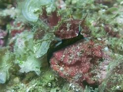 Nudibranch (Sea Slug) Stock Footage