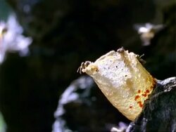 Little Angel Bee, MS bees go in and out of nest, some hover nearby, Panama, Central America Stock Footage