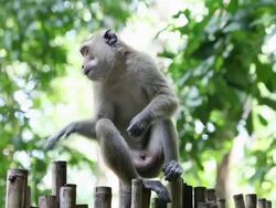 MS Monkey sitting on bamboo fence /  Krabi, Krabi, Thailand Stock Footage